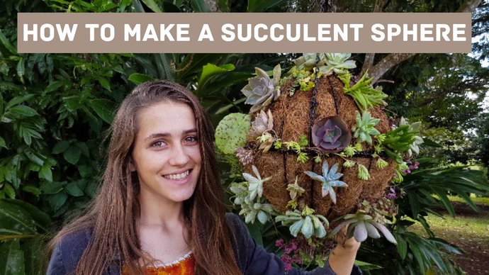 How To Make A Succulent Sphere | Succulent DIY & How To | Hanging Succulent Planter