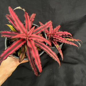 Cryptanthus bivittatus x 2 medium plants