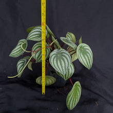 Peperomia argyreia 'Watermelon Peperomia' #A