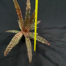 Cryptanthus Zonatus | XL Established plant #A