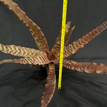 Cryptanthus Zonatus | XL Established plant #B