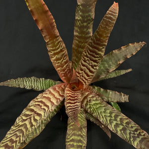 Cryptanthus Zonatus | XL Established plant #A