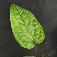 Anthurium Radicans