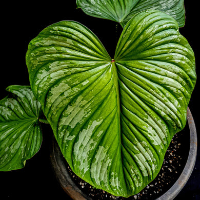 Large, established Philodendron Silver Cloud with black background