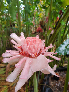 Pink Torch Ginger flower rhizomes for sale australia etlingera elatior bulbs and rhizomes for sale wax flower torch lily