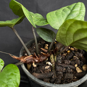 Anthurium Radicans