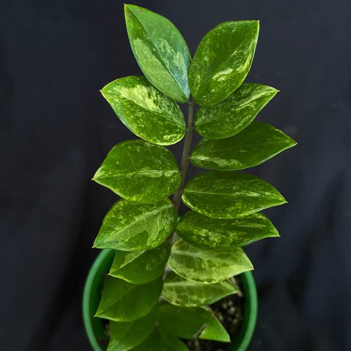 Variegated Zamioculcas zamiifolia ‘ZZ plant’