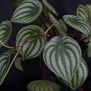 Peperomia argyreia 'Watermelon Peperomia' #A