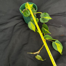 Philodendron Brasil