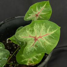 Caladium Bicolor variety | Multiple shoots