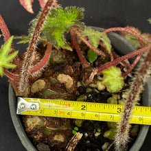 Begonia heracleifolia | Large rhizome & new shoots