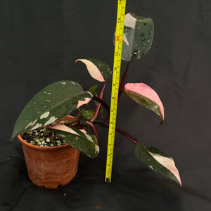 Large Philodendron Pink Princess | (non TC)