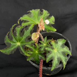 Begonia heracleifolia