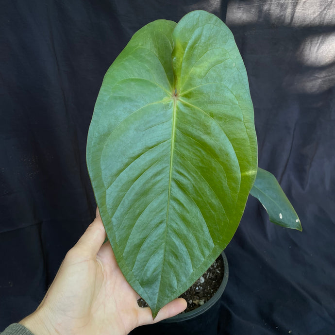 Anthurium verapazense