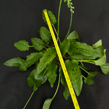 Ledebouria petiolata | Flowering plant