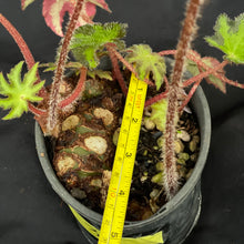 Begonia heracleifolia | Large rhizome & new shoots