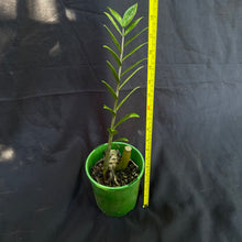 Variegated Zamioculcas zamiifolia ‘ZZ plant’