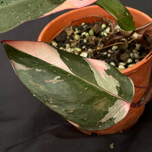 Large Philodendron Pink Princess | (non TC)