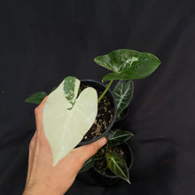 Alocasia variety pack x 4 plants