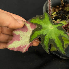 Begonia heracleifolia | Large rhizome & new shoots