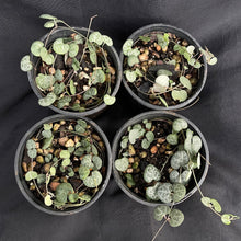 Ceropegia woodii 'Chain of Hearts' pack of 4