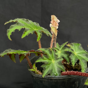 Begonia heracleifolia