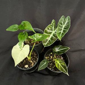 Alocasia variety pack x 4 plants