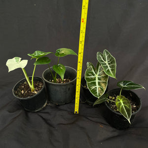 Alocasia variety pack x 4 plants