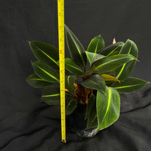 Boesenbergia aurantiaca