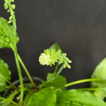 Ledebouria petiolata | Flowering plant