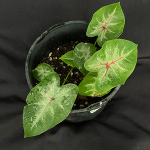 Caladium Bicolor variety | Multiple shoots