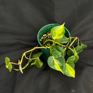 Philodendron Brasil