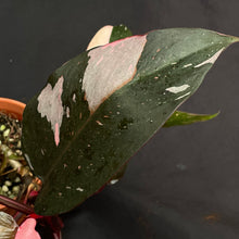 Large Philodendron Pink Princess | (non TC)
