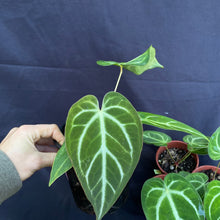 Anthurium hybrid pack of 4 x plants