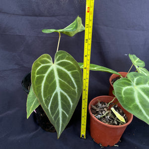 Anthurium hybrid pack of 4 x plants