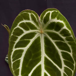 Anthurium hybrid w/ inflorescence | Forgetii x Crystallinum #3