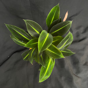 Boesenbergia aurantiaca