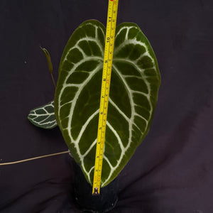 Anthurium hybrid w/ inflorescence | Forgetii x Crystallinum #3