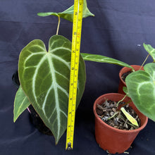 Anthurium hybrid pack of 4 x plants
