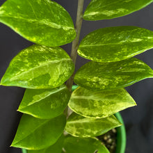 Variegated Zamioculcas zamiifolia ‘ZZ plant’