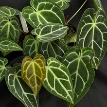 Anthurium hybrid x 5 pack of plants