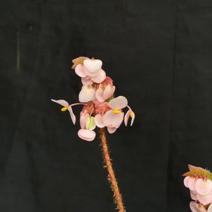 Begonia heracleifolia | Large rhizome & new shoots