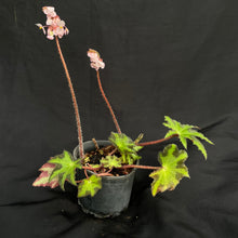 Begonia heracleifolia | Large rhizome & new shoots