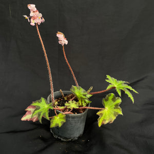Begonia heracleifolia | Large rhizome & new shoots