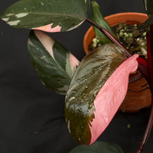 Large Philodendron Pink Princess | (non TC)