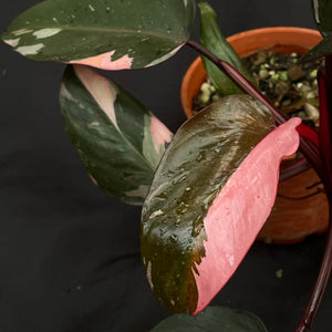 Large Philodendron Pink Princess | (non TC)