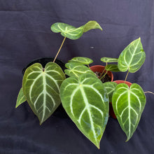 Anthurium hybrid pack of 4 x plants