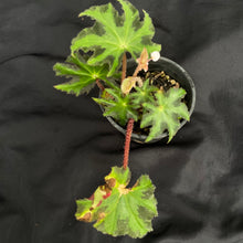Begonia heracleifolia