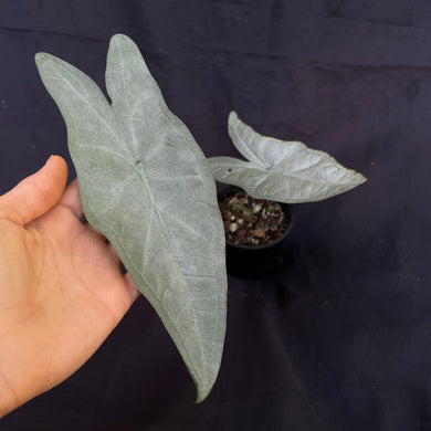 Caladium picturatum Silver