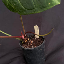 Anthurium Hoffmanii x Forgetii w/ inflorescence